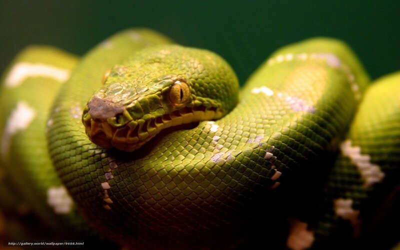 green snake coiled up