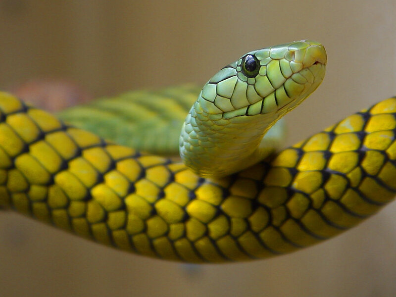 Green Snake Coiled — Yellow