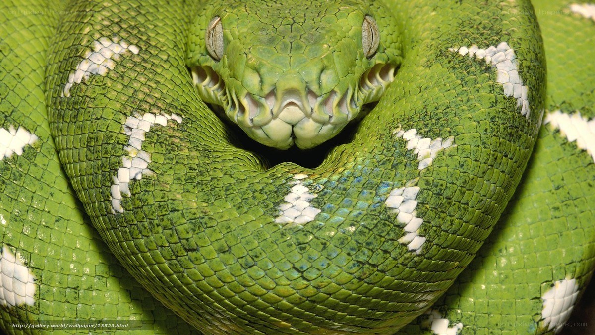 green snake coiled