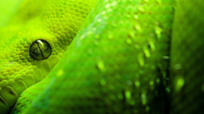 Green Snake Eye — Close-up, Photograph
