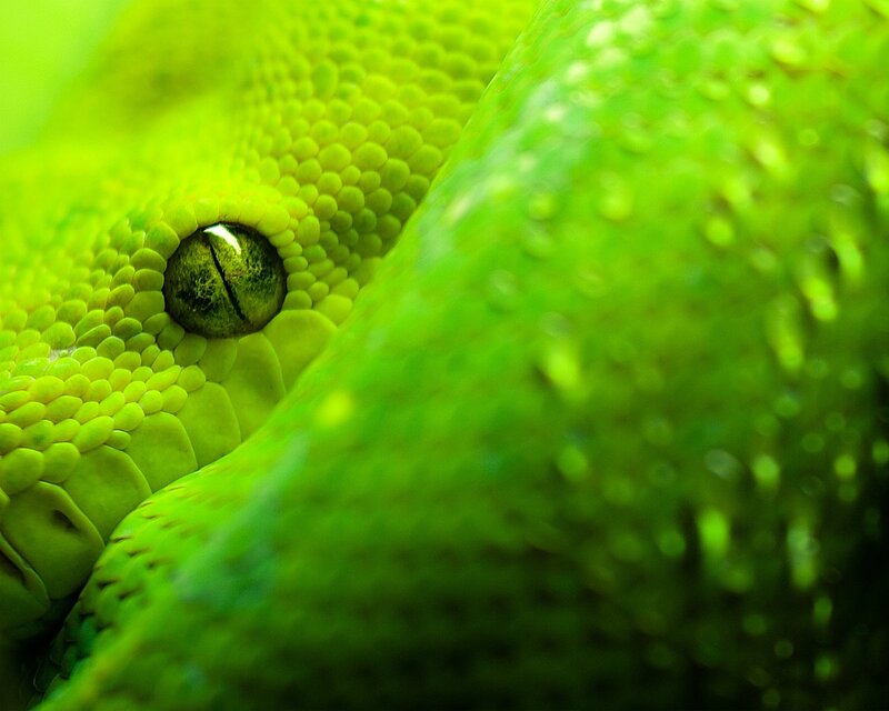 Green Snake Eye — Intense, Photograph