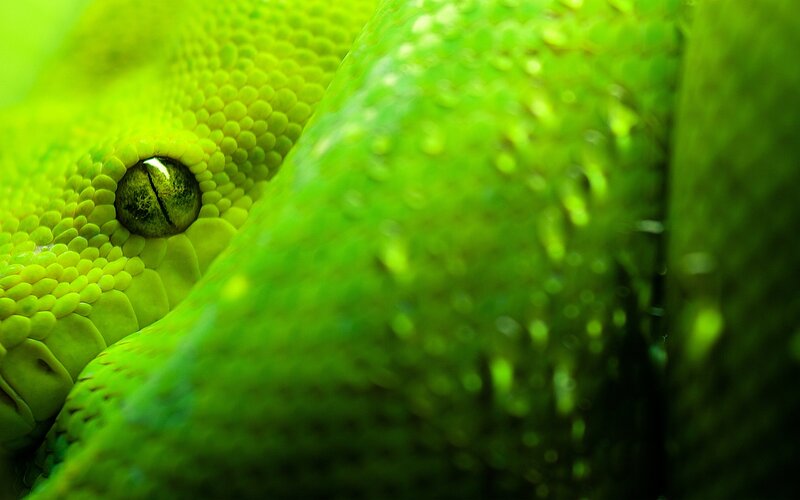 Green Snake Eye — Intense