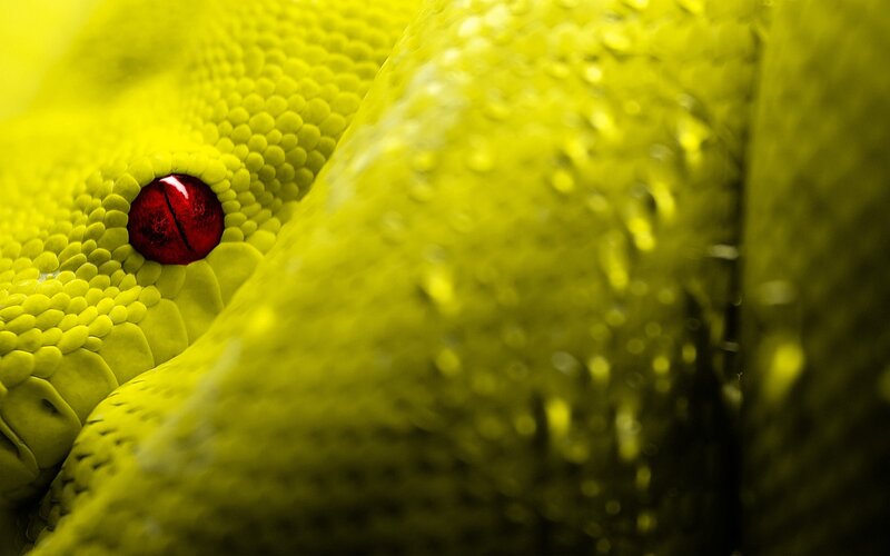 Green Snake Eye — Yellow