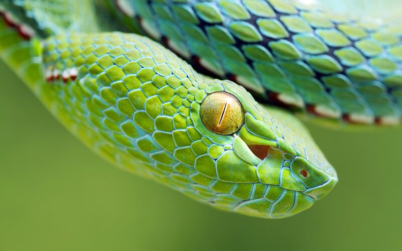 Green Snake Head — Alert, Photograph