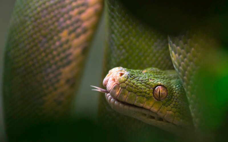 Green Snake Head — Alert