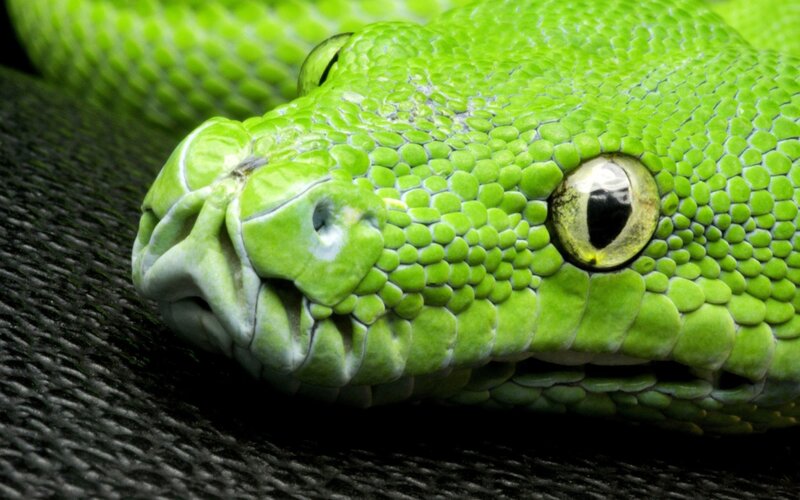 Green Snake Head — Calm, Photograph, Eye