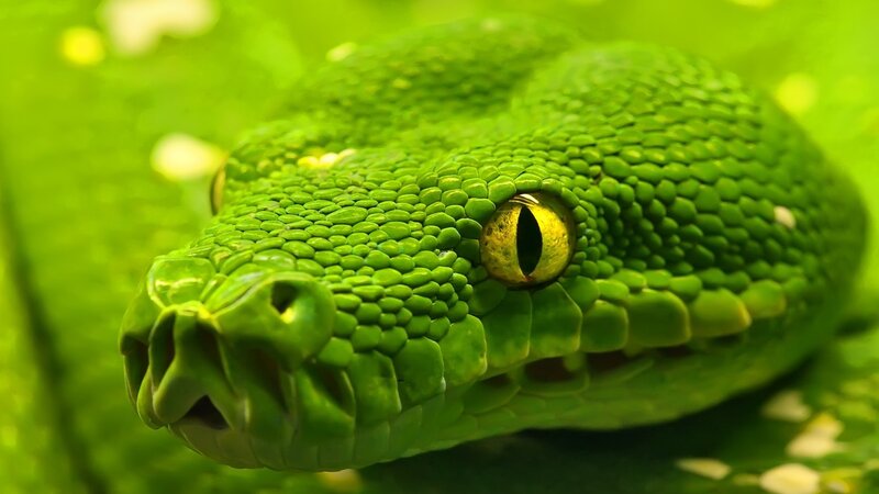 Green Snake Head — Calm, Photograph, Leaf