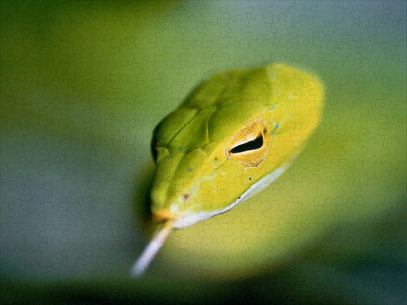 Green Snake Head — Calm