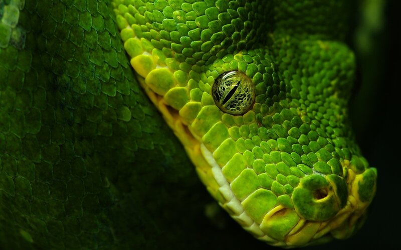 Green Snake Head — Dramatic, Photograph