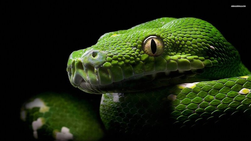Green Snake Head — Dramatic