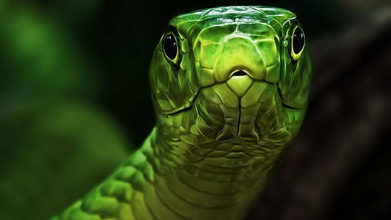 Green Snake Head — Intense, Digital Art