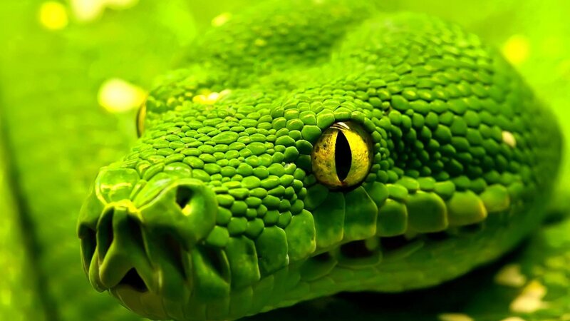 Green Snake Head — Intense, Photograph, Eye, Scales