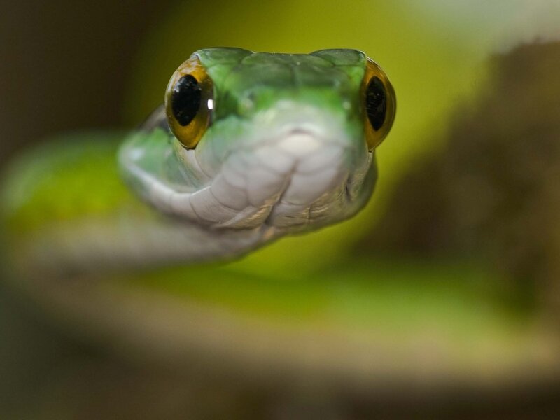 Green Snake Head — Intense, Photograph, Eyes, Snout