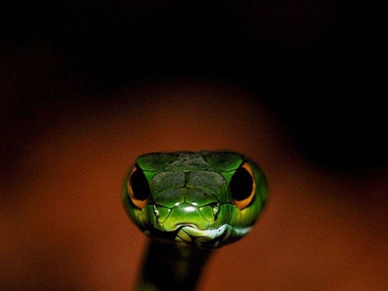 Green Snake Head — Intense, Photograph
