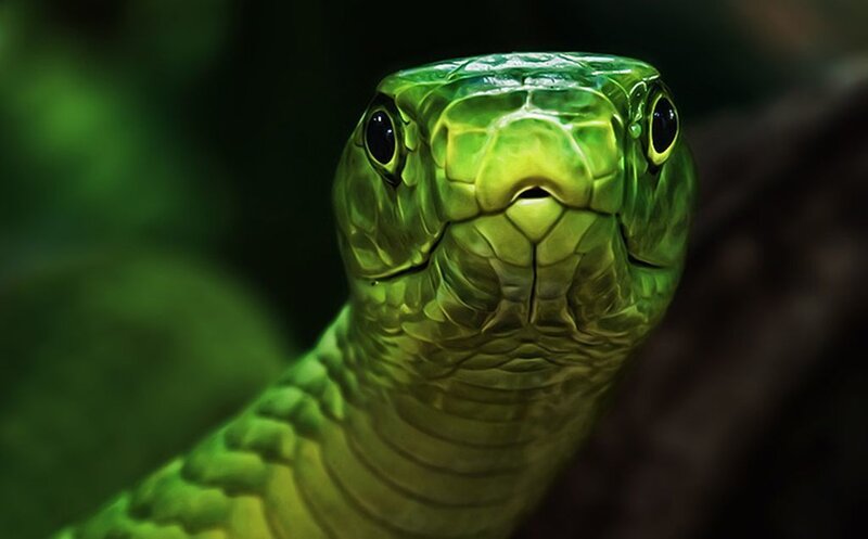 Green Snake Head — Intense