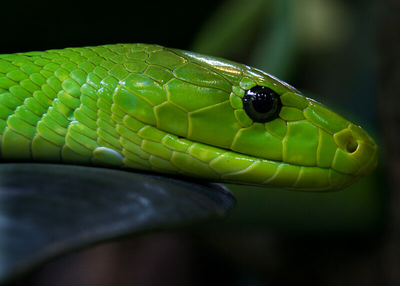 Green Snake Head