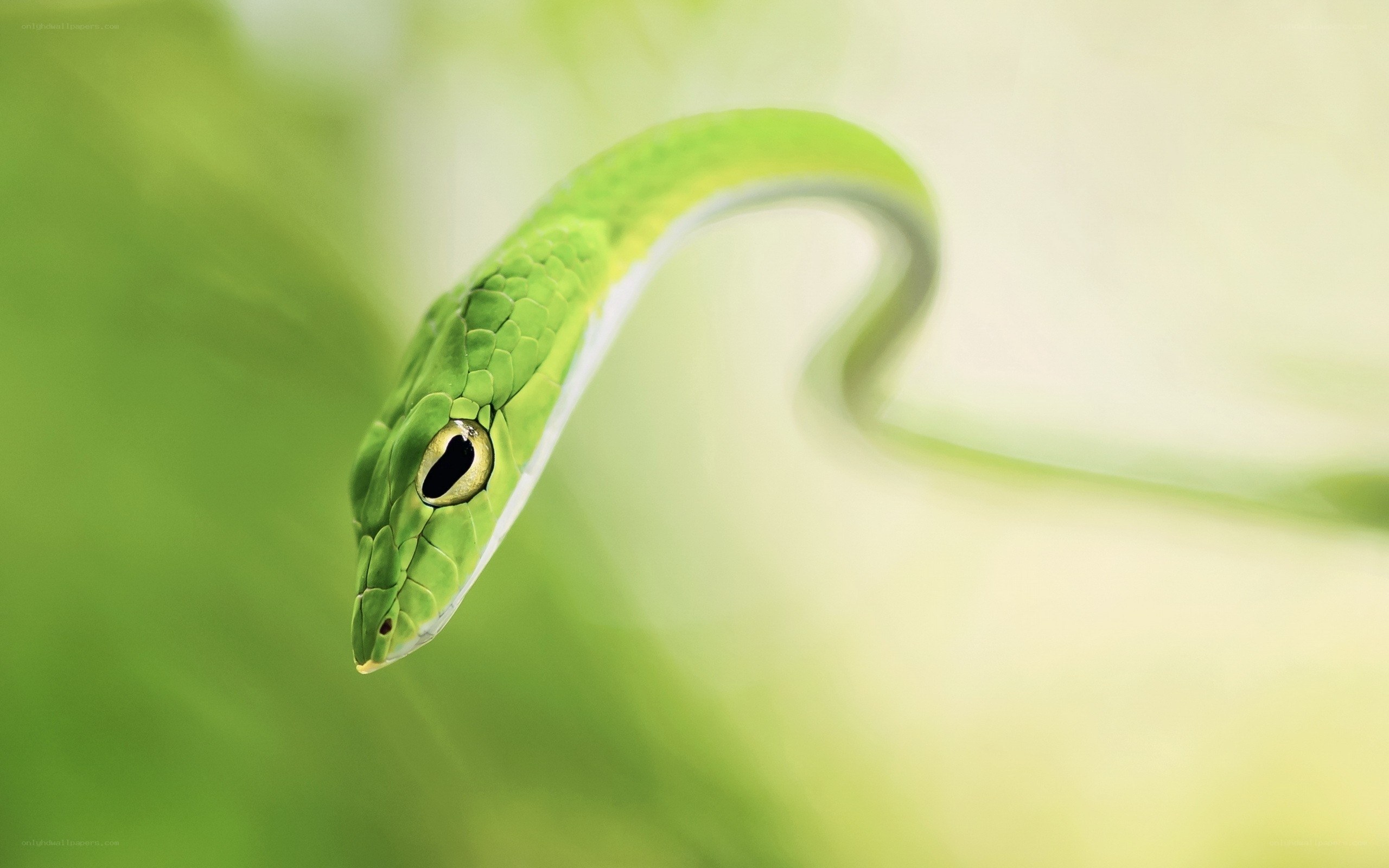 green snake in foliage
