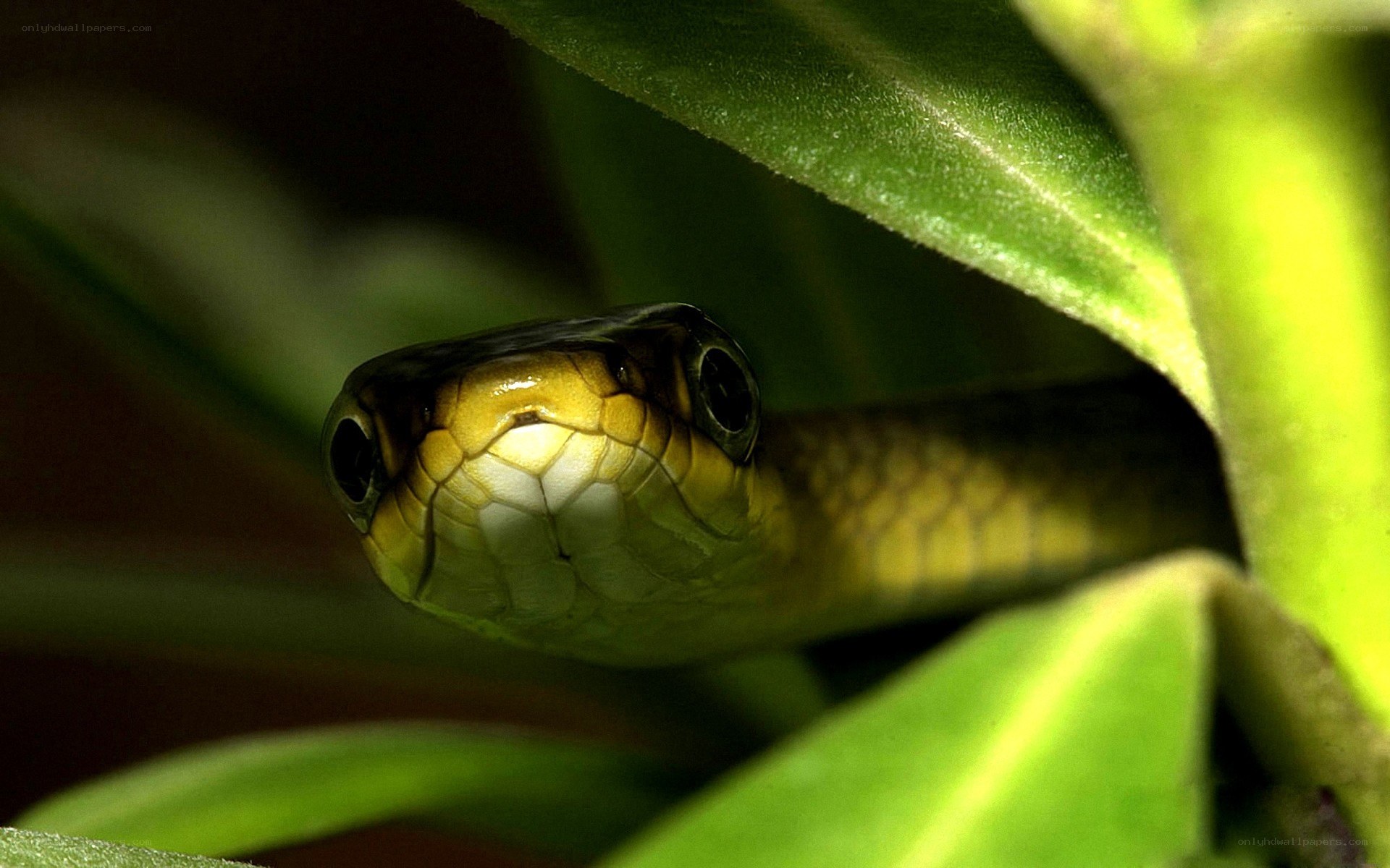 green snake in foliage