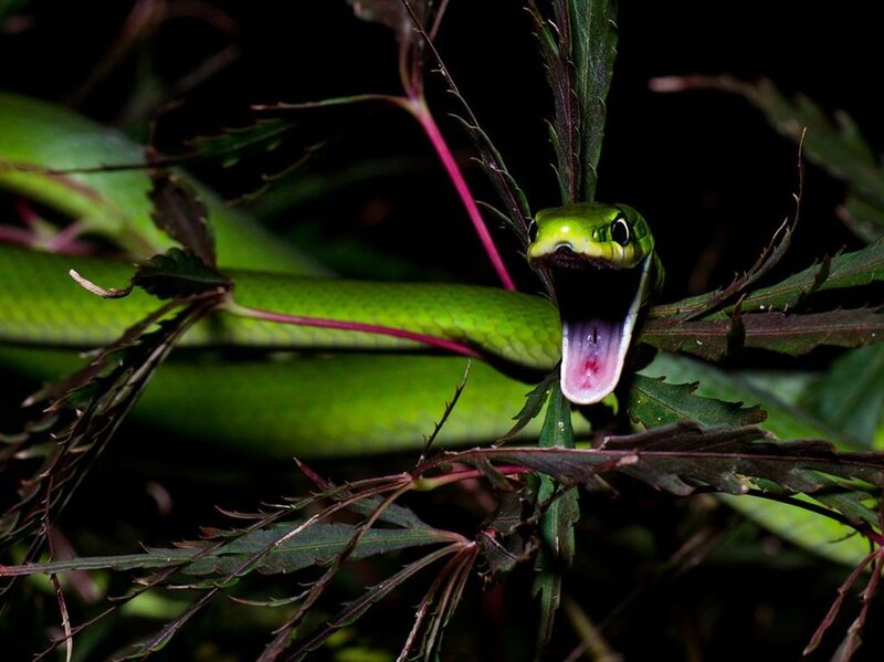 Green Snake in Foliage — Dramatic