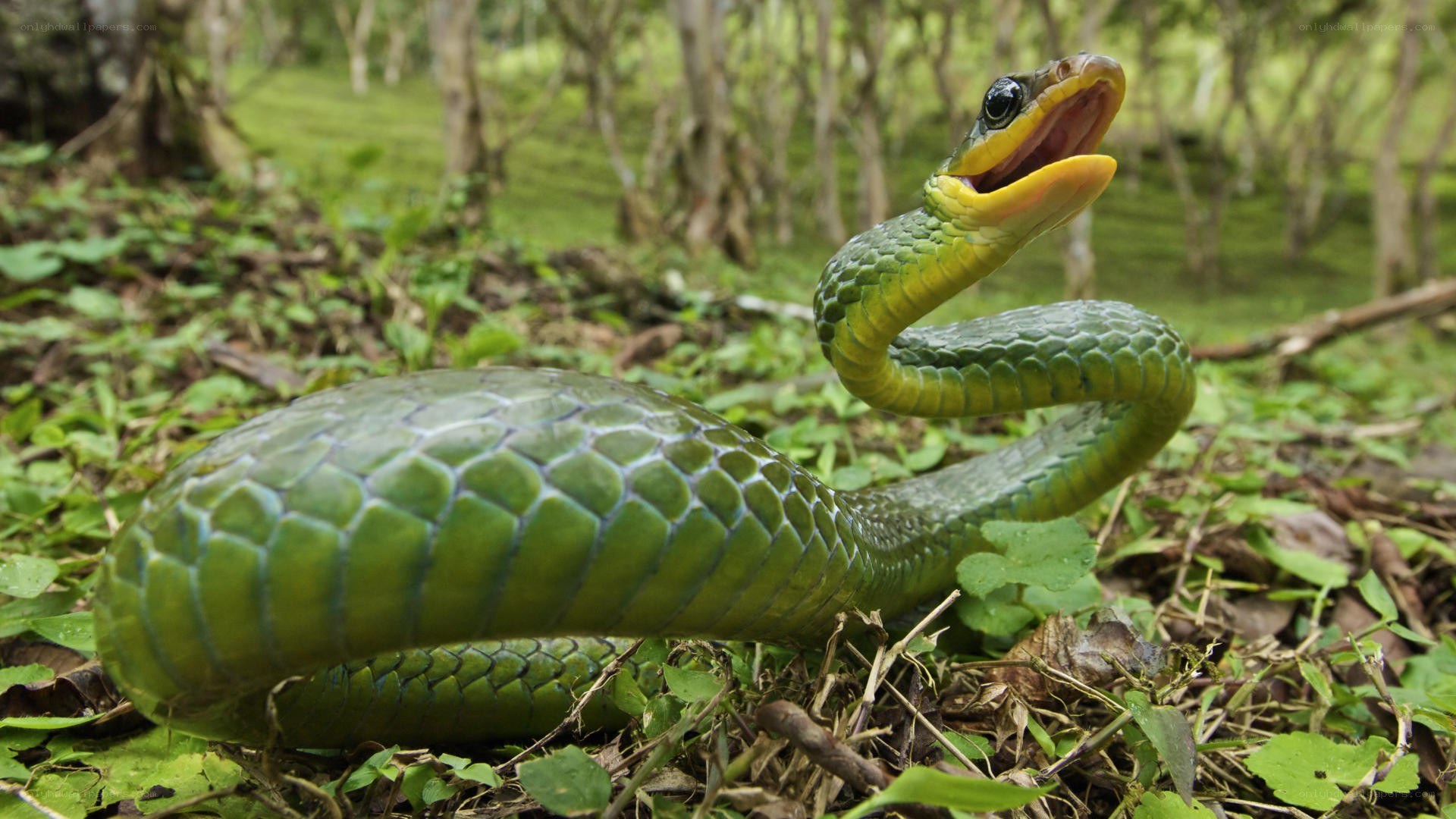 Green snake in forest