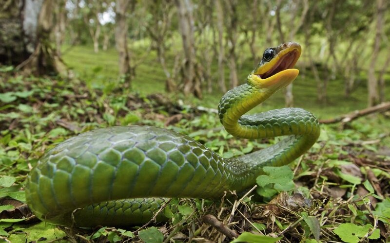 Green Snake in Forest — Alert, Afternoon, Photograph, Forest Floor, Leaves