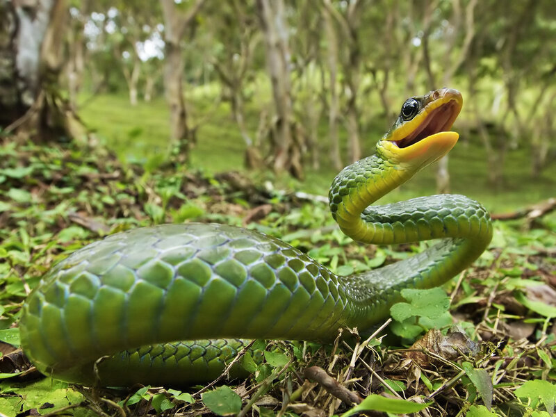 Green Snake in Forest — Alert, Afternoon