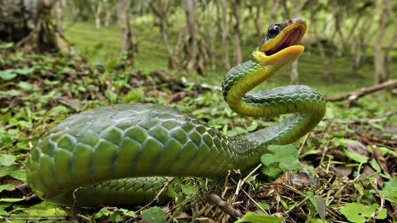 Green Snake in Forest — Alert, Photograph