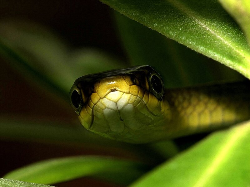 Green Snake in Leaves
