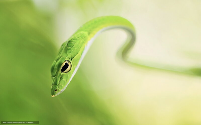 green snake in nature