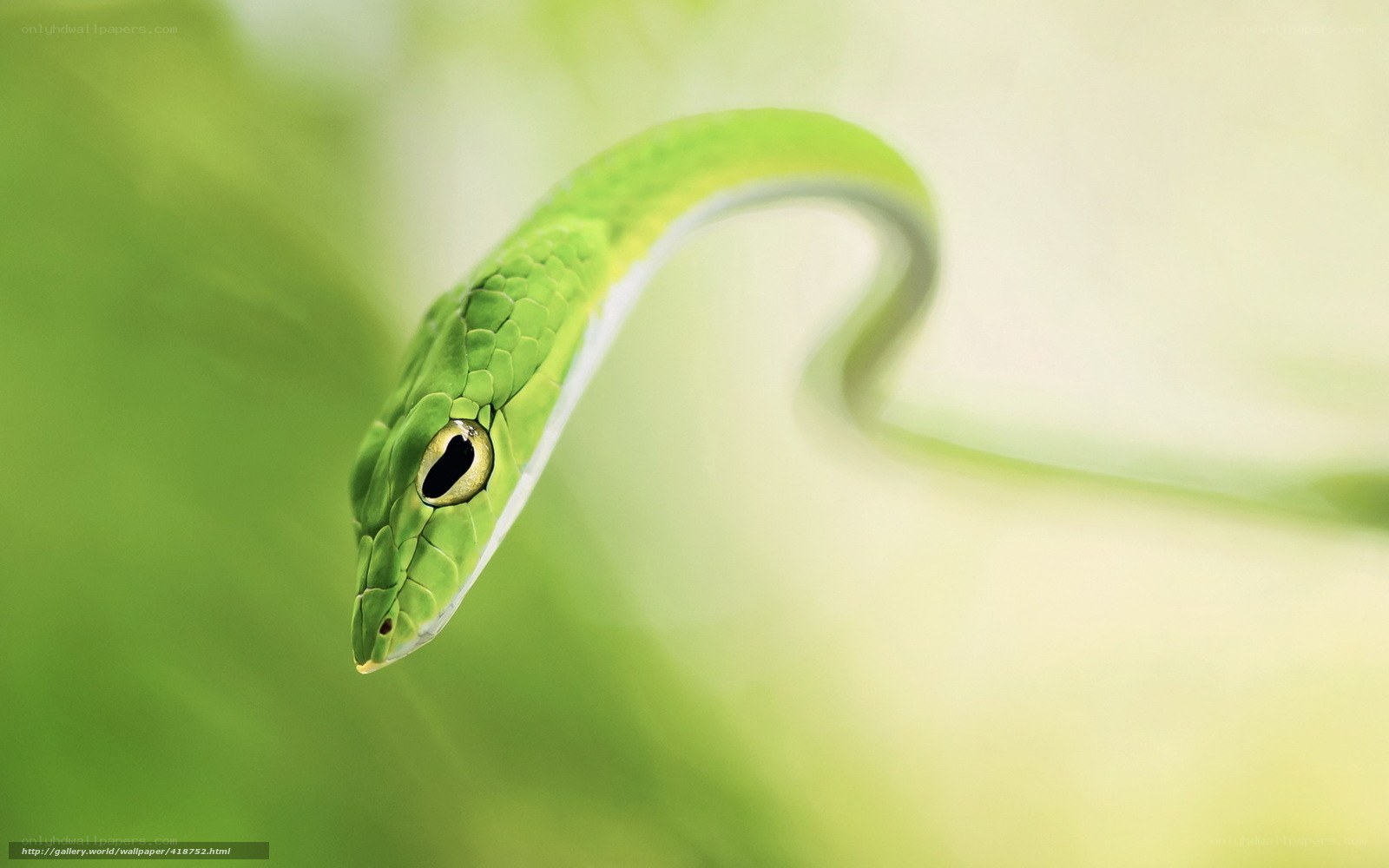 green snake in nature