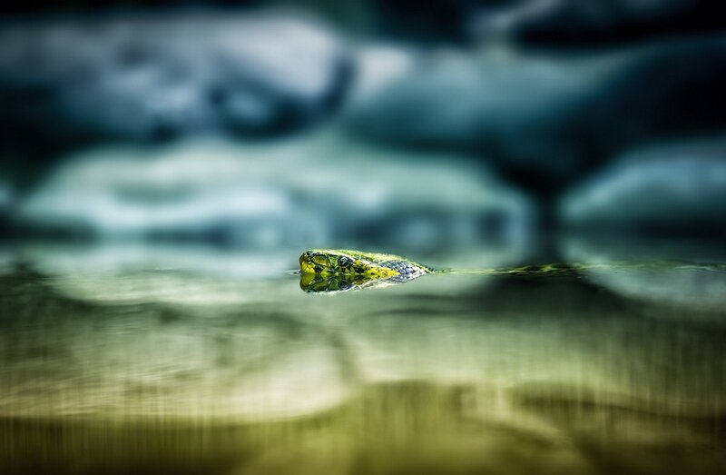 Green Snake in Water — Dramatic