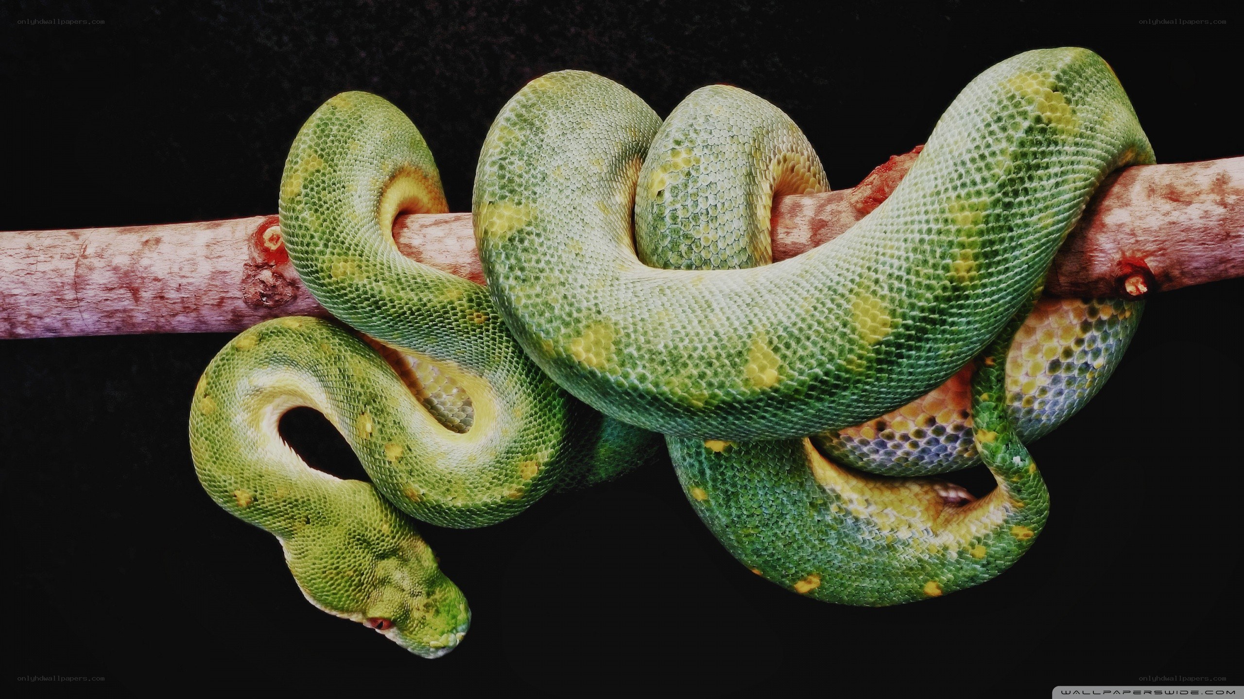 green snake on a branch