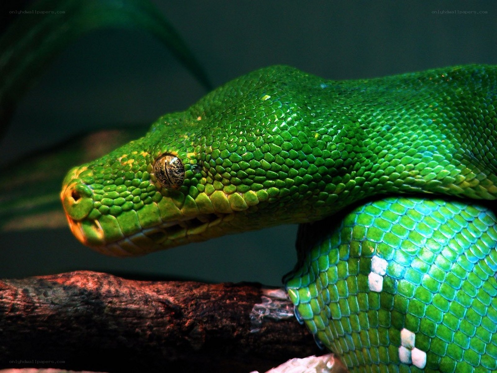 green snake on a branch