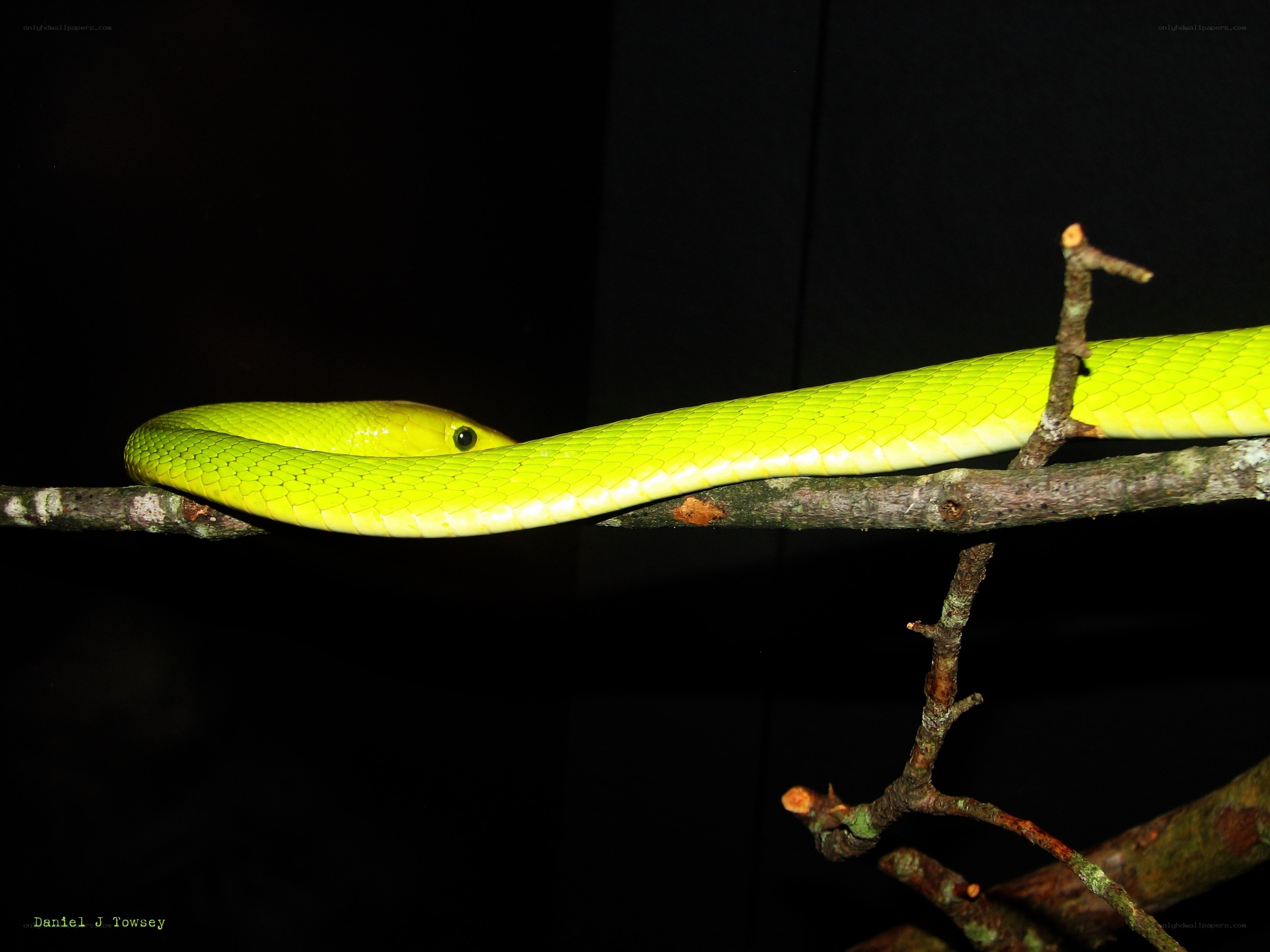 Green snake on a branch