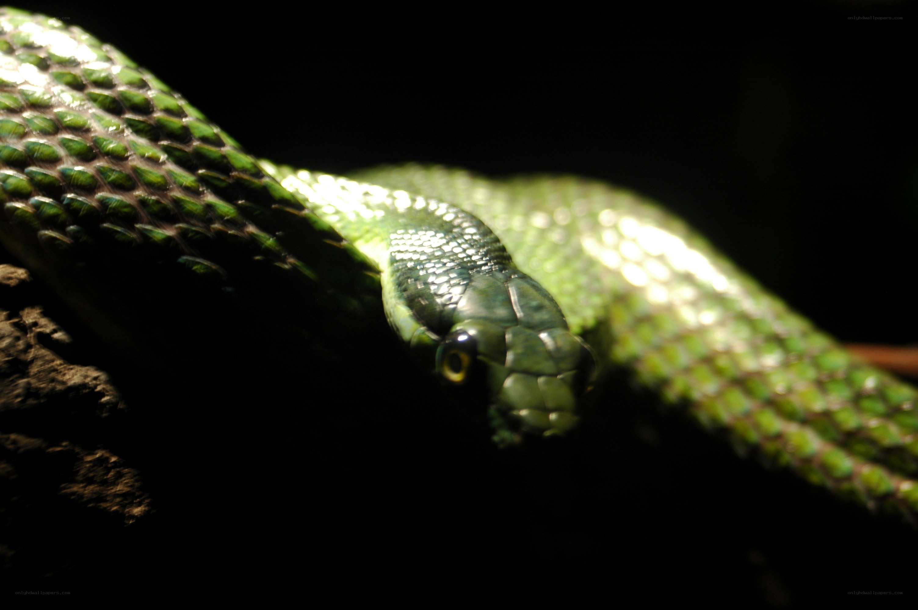 green snake on a branch