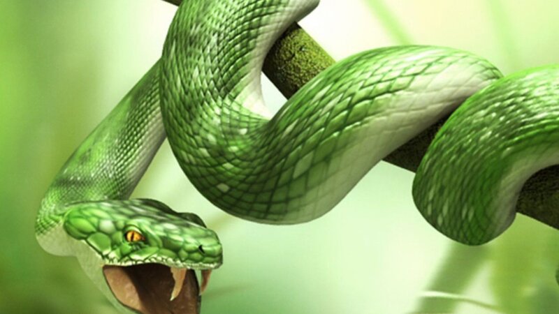 green snake on a branch