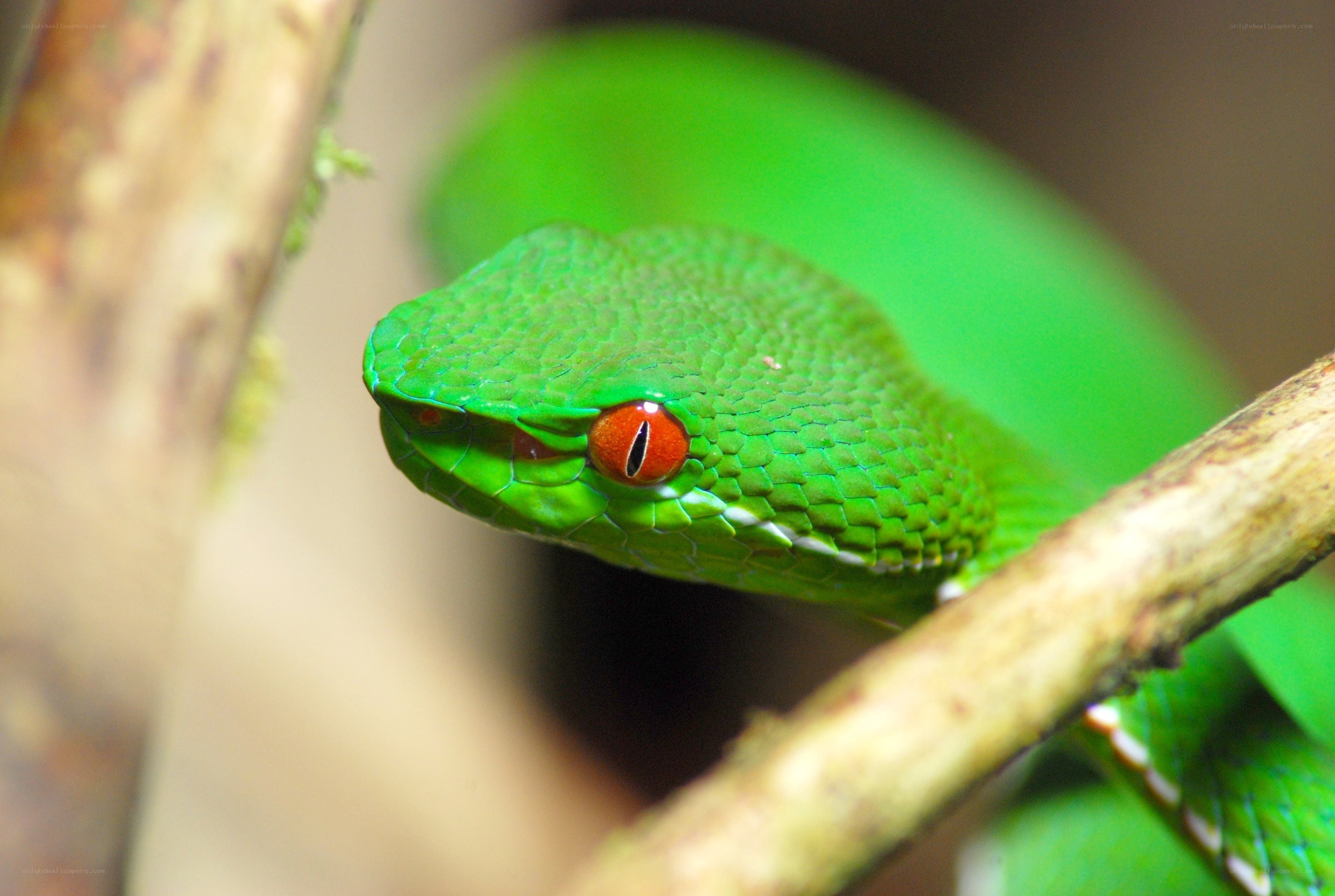 green snake on a branch