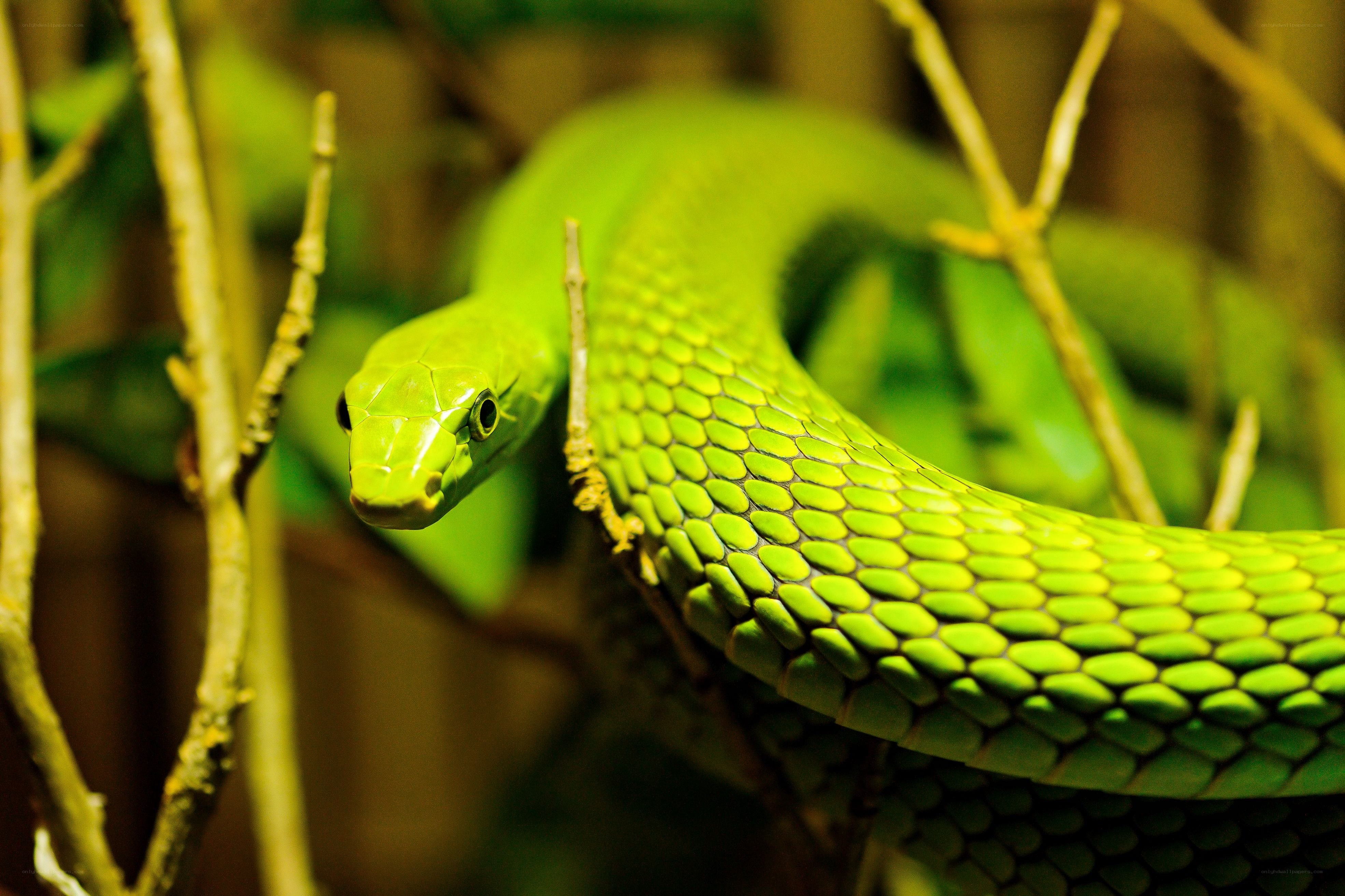 green snake on a branch
