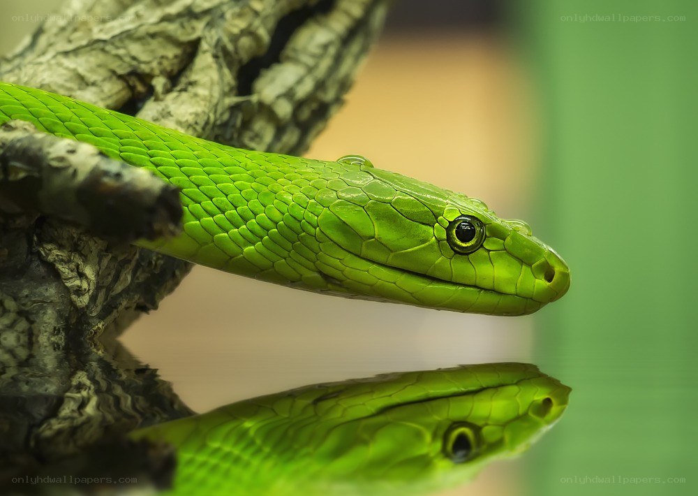 green snake on a branch