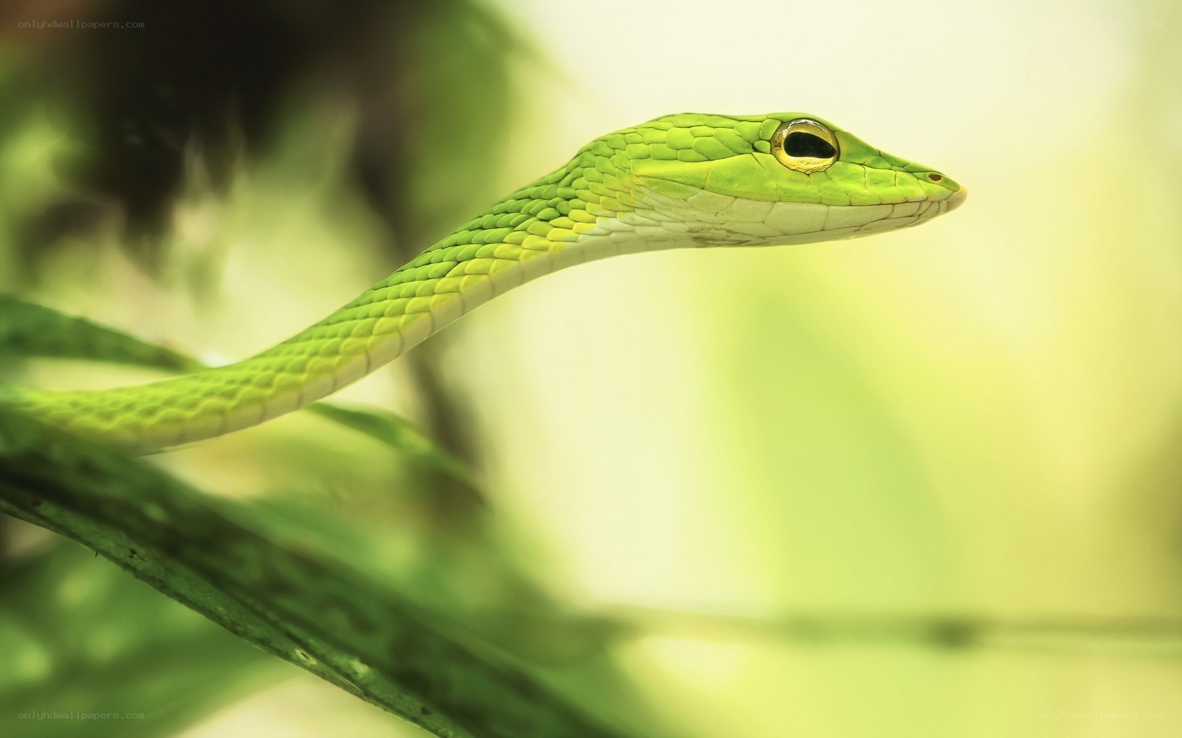 green snake on a branch