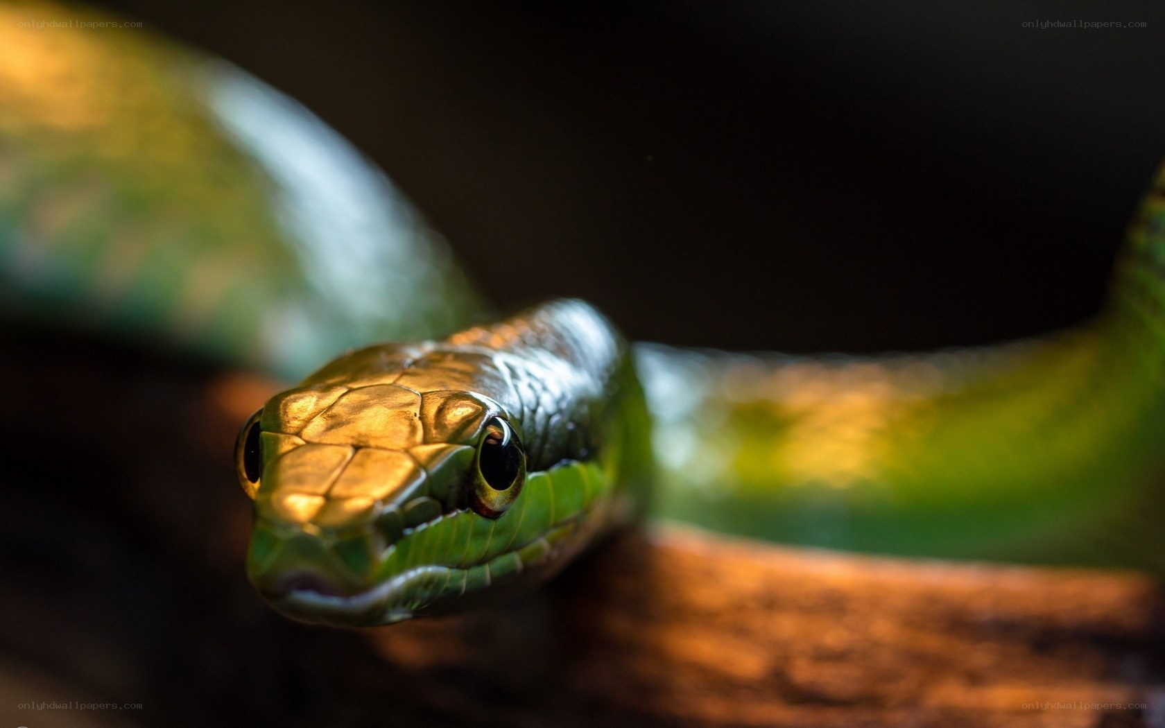green snake on a branch