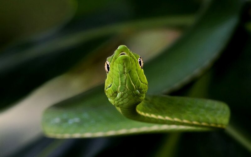 green snake on a leaf
