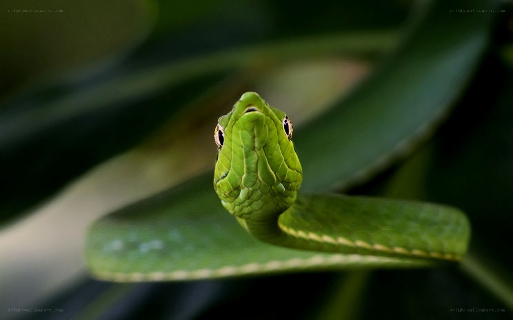 green snake on a leaf