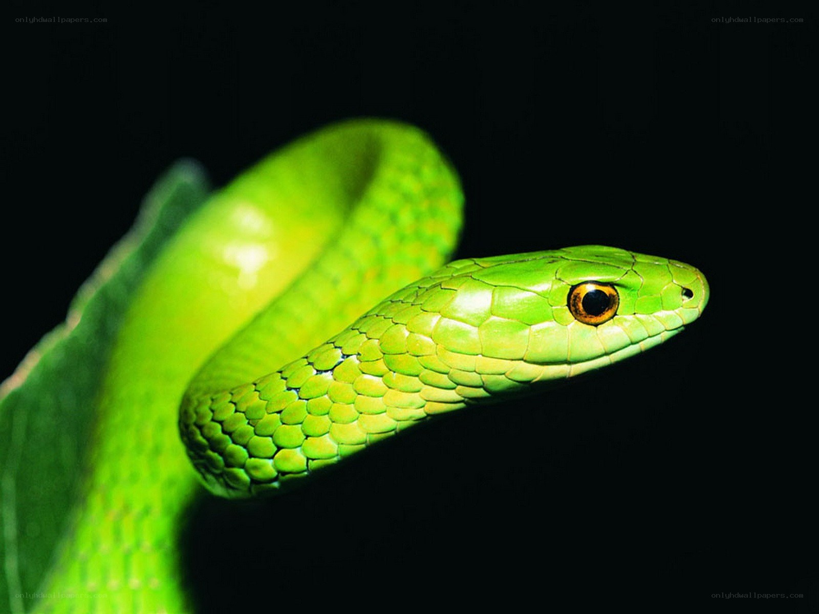 green snake on a leaf