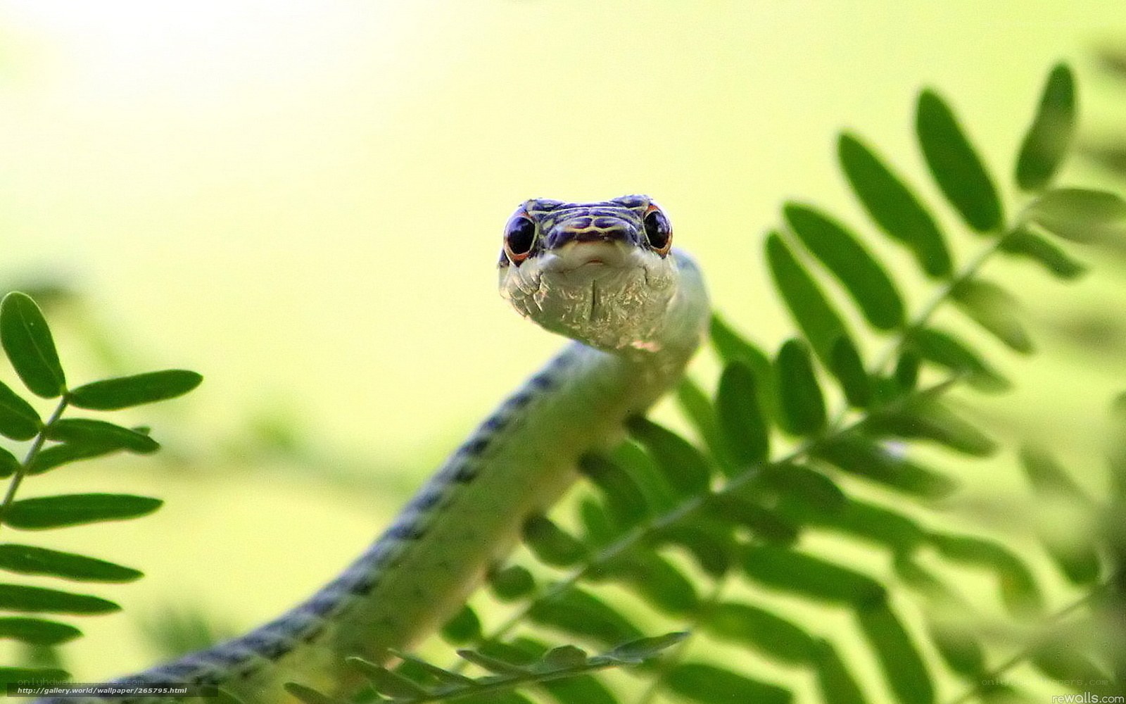 green snake on a leaf