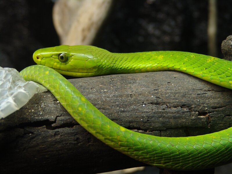 green snake on a log