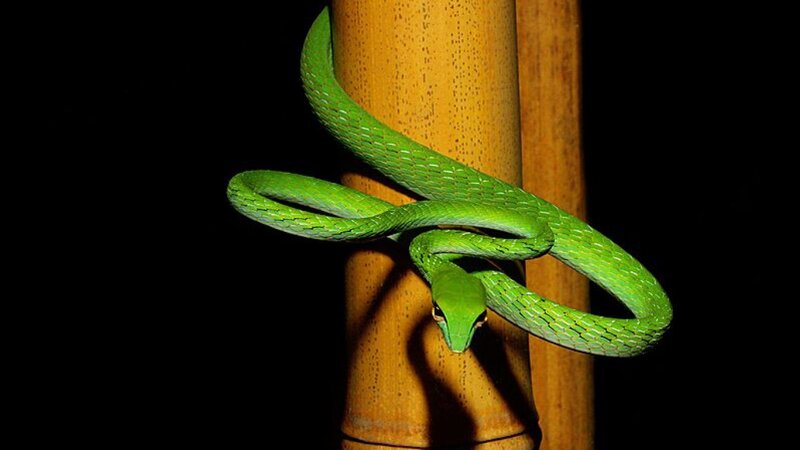 green snake on bamboo