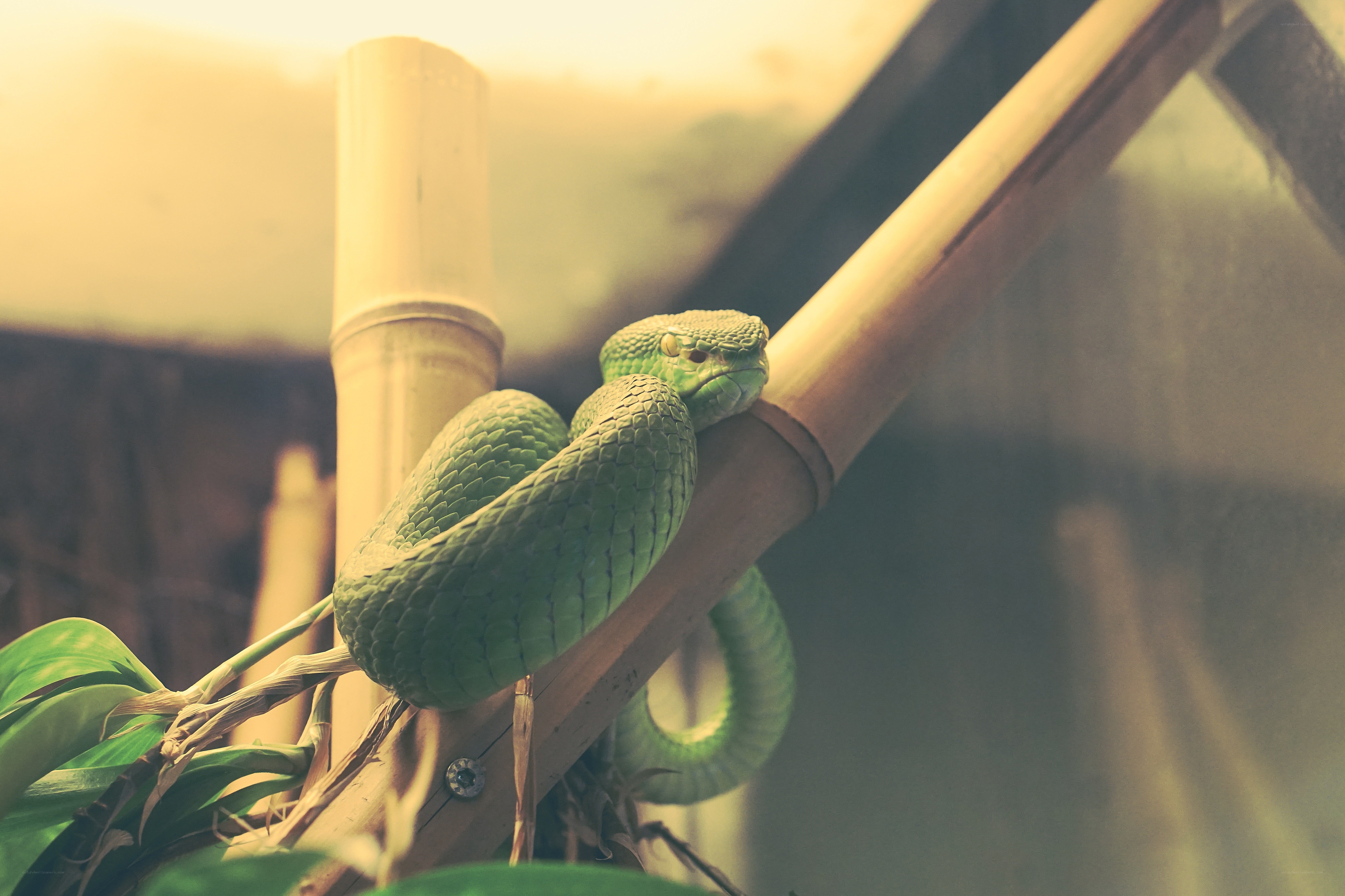 green snake on bamboo