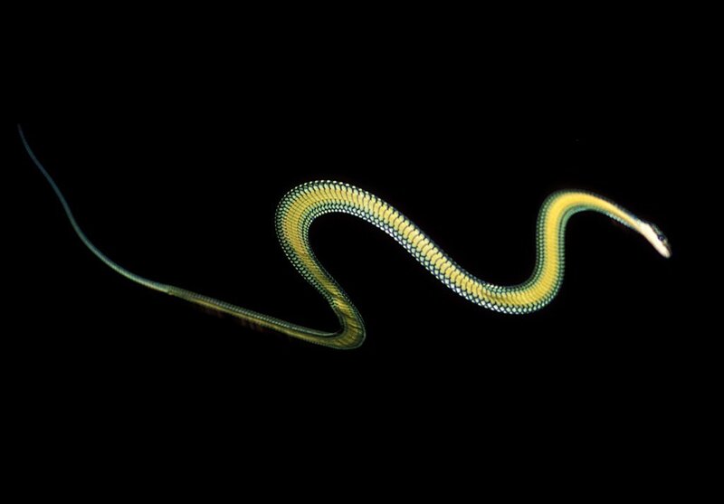 Green snake on black background