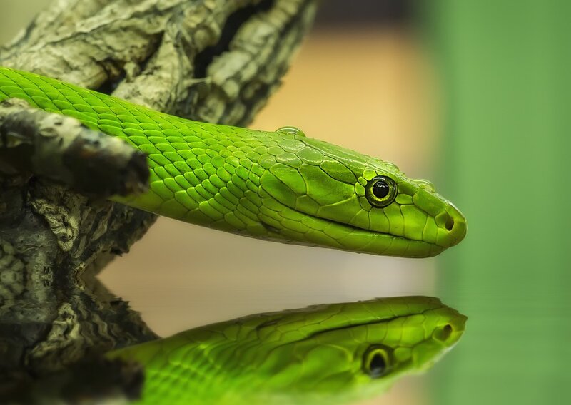 Green Snake on Branch — Calm, Photograph